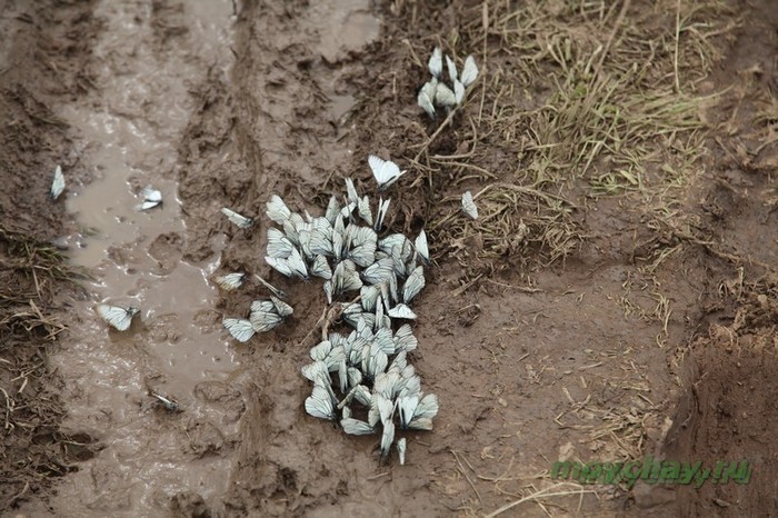 фестиваль тримурти 2012 фото, trimurtu 2012 foto